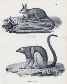 Галаго - млекопитающее из подотряда полуобезьян (вверху) и вари (лист 7 первого тома работы профессора Шинца Naturgeschichte und Abbildungen der Menschen und Säugethiere..., вышедшей в Цюрихе в 1840 году)