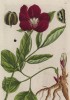 Пион (Paeonia (лат.)) — род травянистых многолетников и листопадных кустарников («древовидные пионы») (лист 245 "Гербария" Элизабет Блеквелл, изданного в Нюрнберге в 1757 году)