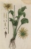 Дороникум австрийский (Doronicum austriacum (лат.)) из семейства сложноцветные, родом из Средиземноморья (лист 503 "Гербария" Элизабет Блеквелл, изданного в Нюрнберге в 1760 году)