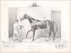 Копия «Конь Торманби, победитель Дерби в 1860 г. The Book of Field Sports and Library of Veterinary Knowledge. Лондон, 1864»