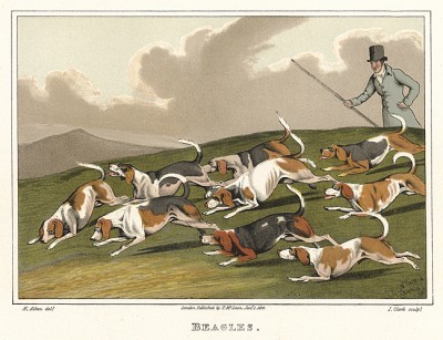 Гончие собаки породы бигль, чаще всего используемые для охоты на зайцев. The National Sports of Great Britain by Henry Alken. Лондон, 1903