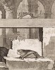 Две иностранных (не французских) летучих мыши в натуральную величину (лист VIII иллюстраций к четвёртому тому знаменитой "Естественной истории" графа де Бюффона, изданному в Париже в 1753 году)