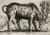 Пятнистый олень (лист из альбома Nova raccolta de li animali piu curiosi del mondo disegnati et intagliati da Antonio Tempesta... Рим. 1651 год)