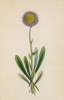 Мелколепестник альпийский (Erigeron alpinus (лат.)) (лист 204)