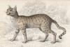 Степной кот (Felis Ornata (лат.)) (лист 25 тома III "Библиотеки натуралиста" Вильяма Жардина, изданного в Эдинбурге в 1834 году)