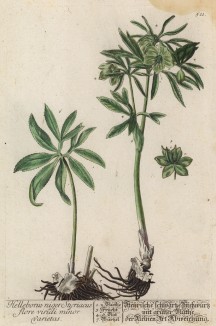 Размножение морозника из семейства лютиковые (лист 511 "Гербария" Элизабет Блеквелл, изданного в Нюрнберге в 1760 году)