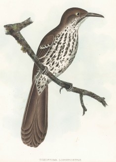 Рыжий кривоклювый пересмешник, Toxostoma longirostris (лат.). United States and Mexican Boundary Survey… Spencer F. Baird, Birds of the Boundary. л.XIV. Вашингтон, 1859 