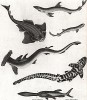 Акулы (в том числе тигровая и рыба-молот) и другие неприятные рыбки из Encyclopaedia Londinensis; or Universal Dictionary of Arts, Sciences and Literature (англ.), составленной Джоном Вилксом, л.II. Лондон, 1814