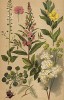 Медуница (Filipendula Ulmaria Maxim), иван-чай (Epilobium augustifolium), ослинник двулетний (Oenothera biennis), колдун-трава (Circaea lutetiana), водяные орехи, или чилим (Trapa natans)