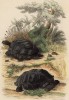 Черепахи с черепашками (иллюстрация к работе Ахилла Конта Musée d'histoire naturelle, изданной в Париже в 1854 году)