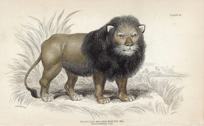 Лев (felis (leo) melanochoetus (лат.)) (лист 10 тома I "Библиотеки натуралиста" Вильяма Жардина, изданного в Эдинбурге в 1842 году)