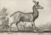 Самец косули (лист из альбома Nova raccolta de li animali piu curiosi del mondo disegnati et intagliati da Antonio Tempesta... Рим. 1651 год)