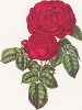 Роза гибридная Баронесса Аллез. С литографии Генри Кёртиса из издания "Магия розы". Штутгарт, 1963 г.