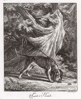 Ищейка ("гончая по кровяному следу"). Гравюра Иоганна Элиаса Ридингера из Entwurff Einiger Thiere ..., Аугсбург, 1738. 