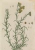 Жёлтая лаванда, или солнечное золото (Stoechas citrina лат.) (лист 438 "Гербария" Элизабет Блеквелл, изданного в Нюрнберге в 1760 году)