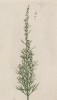 Божье дерево (Abrotanum (лат.)) (лист 555 "Гербария" Элизабет Блеквелл, изданного в Нюрнберге в 1760 году)