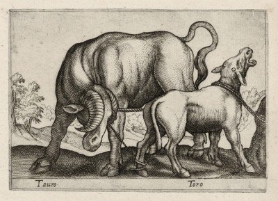 Бык и корова (лист из альбома Nova raccolta de li animali piu curiosi del mondo disegnati et intagliati da Antonio Tempesta... Рим. 1651 год)