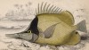 Рыба-бабочка жёлтая (Chelmon longirostris (лат.)) (лист 31 тома XXVIII "Библиотеки натуралиста" Вильяма Жардина, изданного в Эдинбурге в 1843 году)