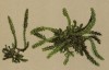 Селагинелла плауновидная ( Selaginella selaginoides (лат.)) (из Atlas der Alpenflora. Дрезден. 1897 год. Том I. Лист 12)