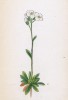 Арабис тимьянолистный (Arabis serpylifolia (лат.)) (лист 46 известной работы Йозефа Карла Вебера "Растения Альп", изданной в Мюнхене в 1872 году)