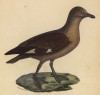Поморник (лист из альбома литографий "Галерея птиц... королевского сада", изданного в Париже в 1825 году)