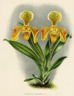 Орхидея CYPRIPEDUM x AURIFERUM (лат.) (лист DCCLXXI Lindenia Iconographie des Orchidées - обширнейшей в истории иконографии орхидей. Брюссель, 1901)