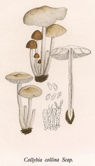 Коллибия холмовая, Collybia collina Scop. (лат.). Дж.Бресадола, Funghi mangerecci e velenosi, т.I, л.70. Тренто, 1933