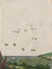 Чистец болотный (Lens palustris (лат.)) -- сорняк и медонос (лист 380 "Гербария" Элизабет Блеквелл, изданного в Нюрнберге в 1757 году)