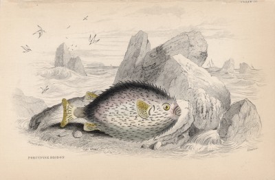 Двузуб обыкновенный, или ёж-рыба (Diodon hystrix (лат.)) (лист 16 тома XXVIII "Библиотеки натуралиста" Вильяма Жардина, изданного в Эдинбурге в 1843 году)