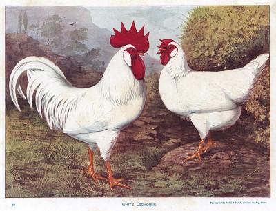 Петух и курица породы белый леггорн. The New Book of Poultry. Лондон, 1902