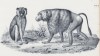 Мартышка ниснас и гамадрил (лист 2 первого тома работы профессора Шинца Naturgeschichte und Abbildungen der Menschen und Säugethiere..., вышедшей в Цюрихе в 1840 году)