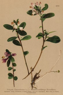 Истод самшитовидный, или стелющийся (Polygala chamaebuxus (лат.)) (из Atlas der Alpenflora. Дрезден. 1897 год. Том III. Лист 262)