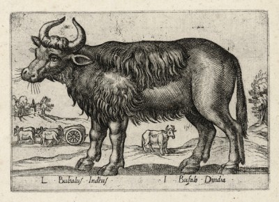 Индийский буйвол (лист из альбома Nova raccolta de li animali piu curiosi del mondo disegnati et intagliati da Antonio Tempesta... Рим. 1651 год)