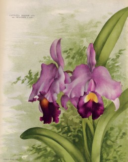Орхидея СATTLEYA TRIANAE var. DELICIOSA (лат.) (лист DLXIV Lindenia Iconographie des Orchidées - обширнейшей в истории иконографии орхидей. Брюссель, 1897)