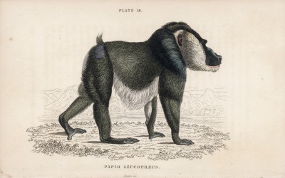 Дрил (Papio Leucophaeus (лат.)) (лист 18 тома II "Библиотеки натуралиста" Вильяма Жардина, изданного в Эдинбурге в 1833 году)