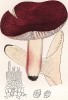 Сыроежка пурпурная, Russula purpurascens Bres. (лат.). Дж.Бресадола, Funghi mangerecci e velenosi, т.II, л.117. Тренто, 1933