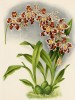 Орхидея ODONTOGLOSSUM x ADRIANAE LEOPARDINUM (лат.) (лист DCCLXXXII Lindenia Iconographie des Orchidées - обширнейшей в истории иконографии орхидей. Брюссель, 1902)
