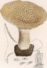 Трутовик клубненосный, Polypoprus Tuberaster Jacq. (лат.), несъедобен. Дж.Бресадола, Funghi mangerecci e velenosi, т.II, л.179. Тренто, 1933