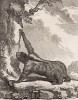 Ленивец в годах (лист LXIV иллюстраций к пятому тому знаменитой "Естественной истории" графа де Бюффона, изданному в Париже в 1755 году)