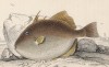 Спинорог серый (Balistadae capriscus (лат.)) (лист 21 XXXIII тома "Библиотеки натуралиста" Вильяма Жардина, изданного в Эдинбурге в 1843 году)