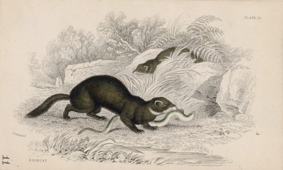 Хорь, убивший змею (Mustela Putorius (лат.)) (лист 10 тома VII "Библиотеки натуралиста" Вильяма Жардина, изданного в Эдинбурге в 1838 году)
