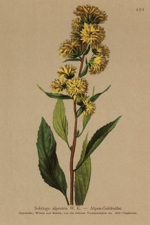 Солидаго, или золотарник альпийский (Solidago alpestris (лат.)) (из Atlas der Alpenflora. Дрезден. 1897 год. Том V. Лист 438)