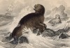 Морской медведь (Sea bear (англ.)) из Британского музея (лист 23 тома VI "Библиотеки натуралиста" Вильяма Жардина, изданного в Эдинбурге в 1843 году)