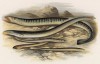 Миноги, обитающие в Темзе (иллюстрация к "Пресноводным рыбам Британии" -- одной из красивейших работ 70-х гг. XIX века, выполненных в технике хромолитографии)