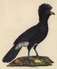 Гокко алагосский, или древесная курица (лист из альбома литографий "Галерея птиц... королевского сада", изданного в Париже в 1825 году)