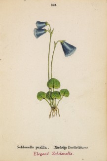 Сольданелла крохотная (Soldanella pusilla (лат.)) (лист 362 известной работы Йозефа Карла Вебера "Растения Альп", изданной в Мюнхене в 1872 году)