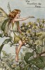 Летние феи: фея цветов ломоноса