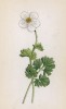 Лютик рутолистный (Ranunculus rutaefolius (лат.)) (лист 11 известной работы Йозефа Карла Вебера "Растения Альп", изданной в Мюнхене в 1872 году)