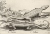 I stellione (ит.) -- степные гекконы (лист из альбома Nova raccolta de li animali piu curiosi del mondo disegnati et intagliati da Antonio Tempesta... Рим. 1651 год)