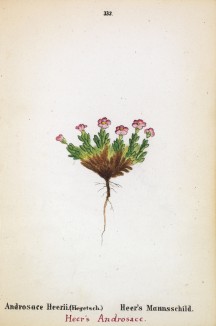 Проломник Герра (Androsace Herrii (лат.)) (лист 333 известной работы Йозефа Карла Вебера "Растения Альп", изданной в Мюнхене в 1872 году)